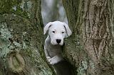 DOGUE ARGENTIN 322